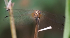 Trithemis
