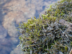 Hygrohypnum luridum