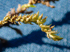 Hygrohypnum luridum