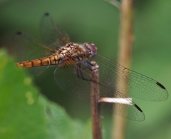 Trithemis