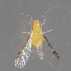 Monellia caryella