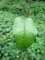 Thunbergianthus quintasii