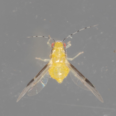 Monellia caryella
