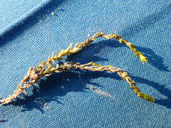 Cinclidotus fontinaloides