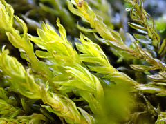 Cinclidotus fontinaloides