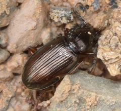Pogonus chalceus