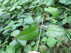 Thunbergianthus quintasii