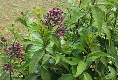 Cestrum elegans