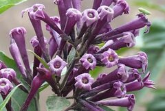 Cestrum elegans