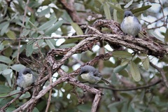 Microspingus cinereus