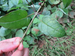 Thunbergianthus quintasii
