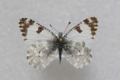 Euchloe