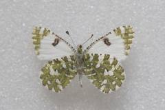 Euchloe
