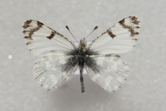 Euchloe