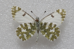Euchloe