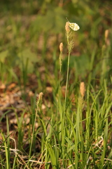 Carex michelii