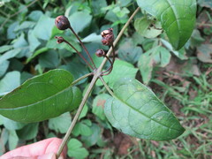 Thunbergianthus quintasii