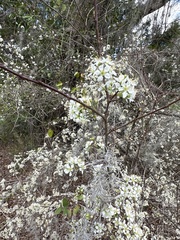Prunus umbellata
