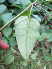 Thunbergianthus quintasii