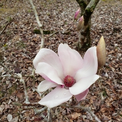 Magnolia × soulangeana
