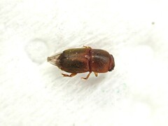 Carpophilus