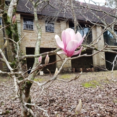 Magnolia × soulangeana