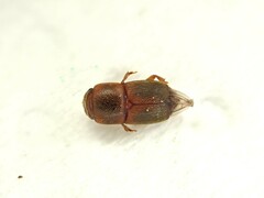Carpophilus