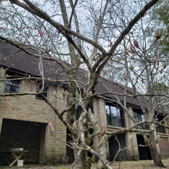 Magnolia × soulangeana