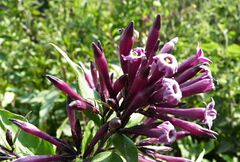 Cestrum elegans