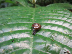 Thomithapsia bomsucessica
