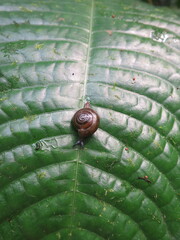 Thomithapsia bomsucessica