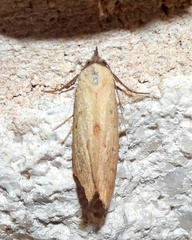 Phytometra orgiae