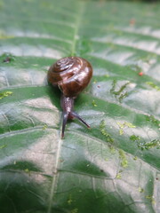 Thomithapsia bomsucessica