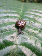 Thomithapsia bomsucessica