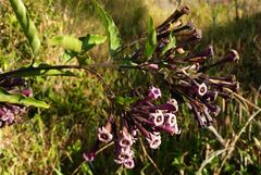 Cestrum elegans