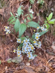 Alloispermum integrifolium