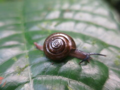 Thomithapsia bomsucessica