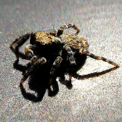Pseudeuophrys erratica