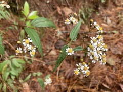 Alloispermum integrifolium