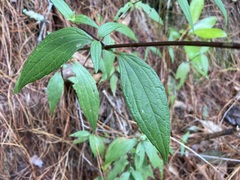 Alloispermum integrifolium