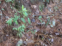 Alloispermum integrifolium