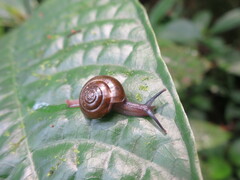 Thomithapsia bomsucessica