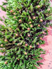 Schistidium crassipilum