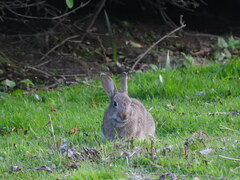 Oryctolagus cuniculus