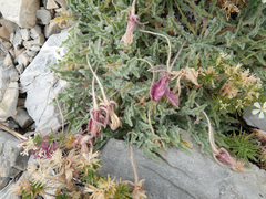 Oenothera cespitosa