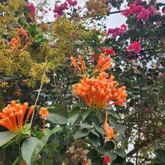 Pyrostegia