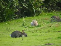 Oryctolagus cuniculus