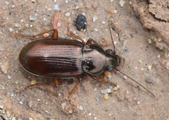 Pogonus chalceus