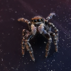 Pseudeuophrys erratica