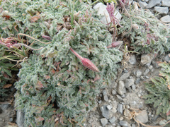 Oenothera cespitosa